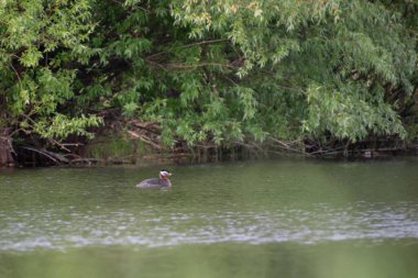 Sudaki küçük bir kuş.