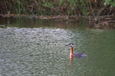 Gölde şirin bir ördeğin yakın plan fotoğrafı.