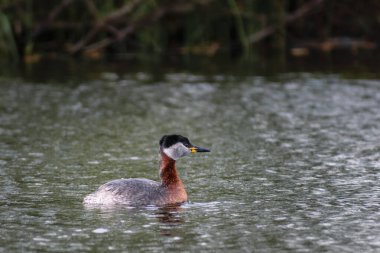 kırmızı ibikli grebe, podiseps kristali