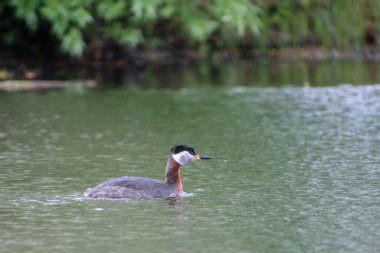 Güzel beyaz kuğu gölette, doğa, fauna