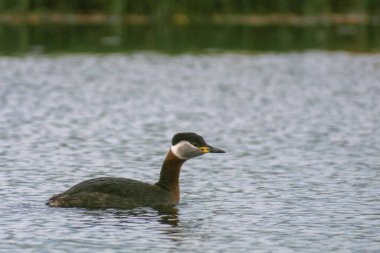 Büyük beyaz yunus balığı yüzüyor