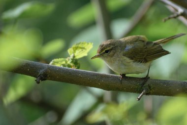 Ağacın dalında bir kuş