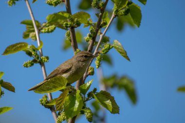 Bir ağacın dalındaki kuş.