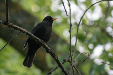 Yeşil arka planda siyah kuş