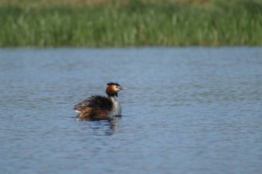 Büyük ibikli grebe (Podiceps kristali )