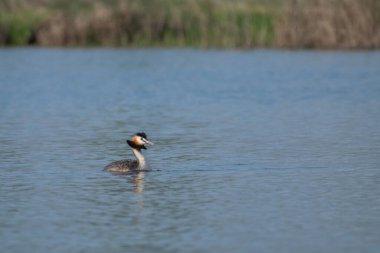 Güzel bir kuş manzarası