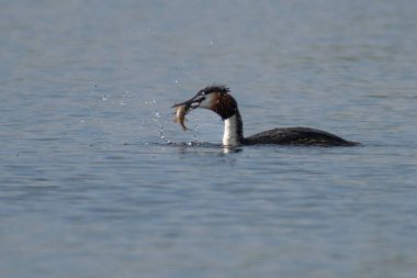 Büyük karabatak (phalacrocorax carbo) )