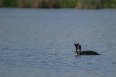 Almanya 'da bir gölde siyah grebe
