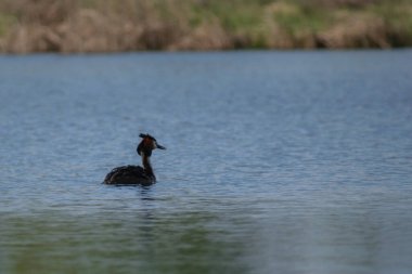Bulanık bir arka planda gölde yüzen siyah kanatlı bir kuşun yakın plan çekimi.