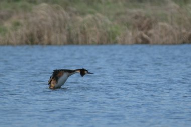 Suda büyük bir ibikli yağ.