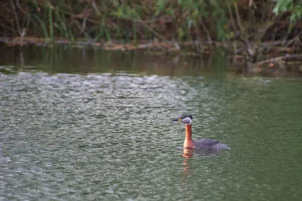 Gölde şirin bir ördeğin yakın plan fotoğrafı.