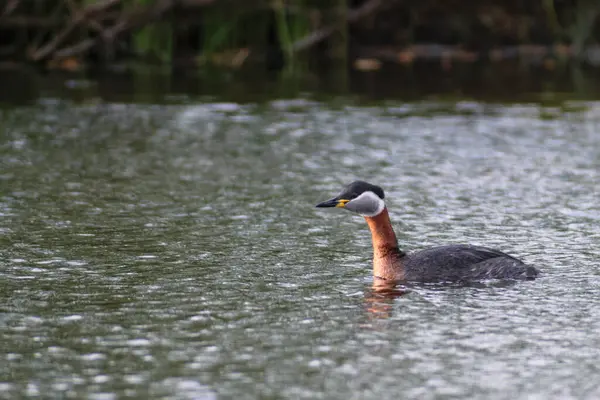 Gölde yüzen bir kuşun güzel bir görüntüsü.