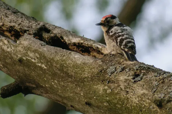 Ağaçkakan (dendrocopos major) ağaçta.