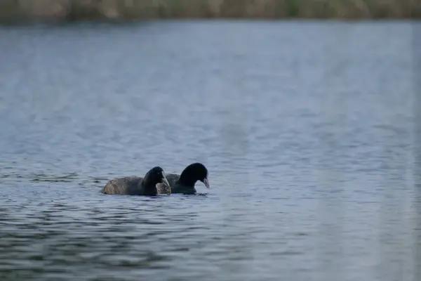 siyah ibikli grebe, podiceps dicrulis