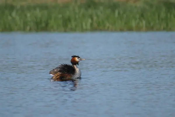 Büyük ibikli grebe (Podiceps kristali )