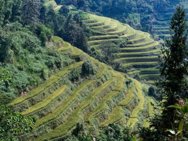 RIZIERES EN TERRASSE VİETNAM