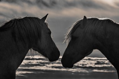 At Chevaux Sunset Plajı