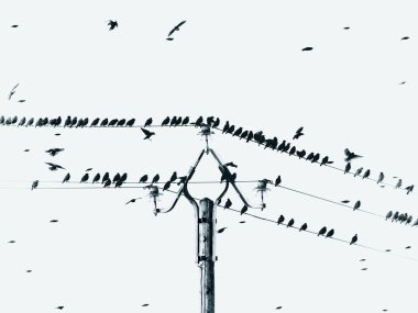Oiseaux kuşları sığırcıklar Etourneaux