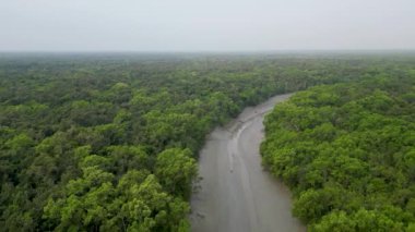 Bir mangrov ormanının havadan görünüşü