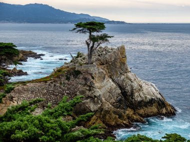 Lone Cyprus, Pebble Beach - Carmel California 