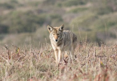 Coyote - Tomales Point, California, USA  clipart