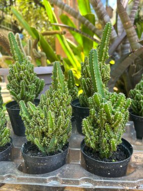 Sokaklarda çeşitli mini kaktüsler ve saksılarda sergilenen uçak ağaçları. 