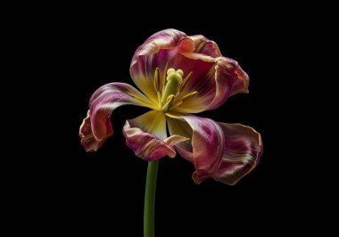 Kıvrık yapraklı ve çizgili renkli lale.