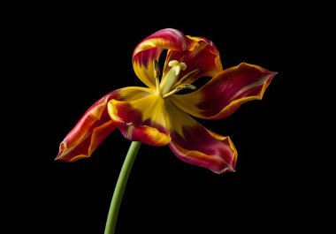 Sanatsal lale bükülmüş yapraklarla çiçek açar.