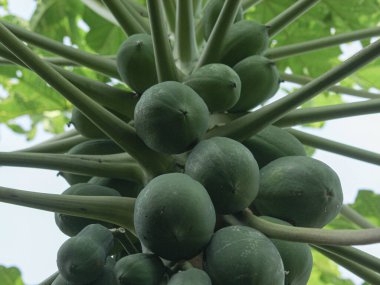 Bahçedeki ağaçta yeşil papaya