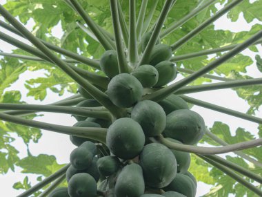 Bahçedeki ağaçtaki taze yeşil papaya meyveleri.