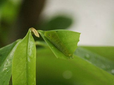 Tırtıl ağaçta yaprak yiyor.