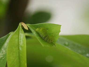 Yeşil yaprak, bitki ve yapraklar.