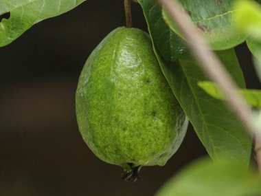 Yeşil yapraklı ve limonlu bir limon dalına yakın.