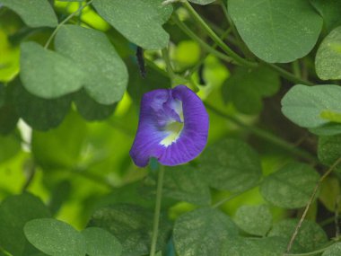 Bahçedeki güzel çiçekler