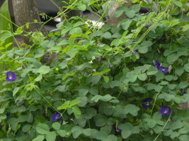 Bahçede yeşil yapraklar