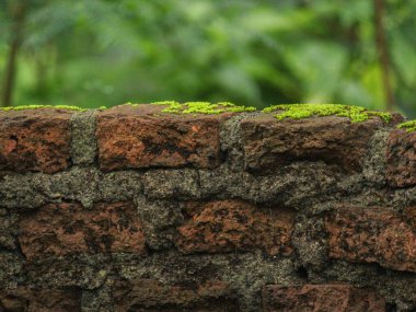 Duvarda yeşil yosun