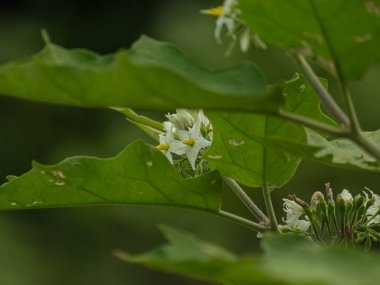 Bahçedeki bir çiçeğe yaklaş