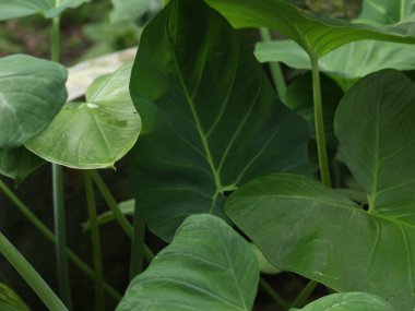 Nilüfer yaprağı ve doğal arka planda su damlası.