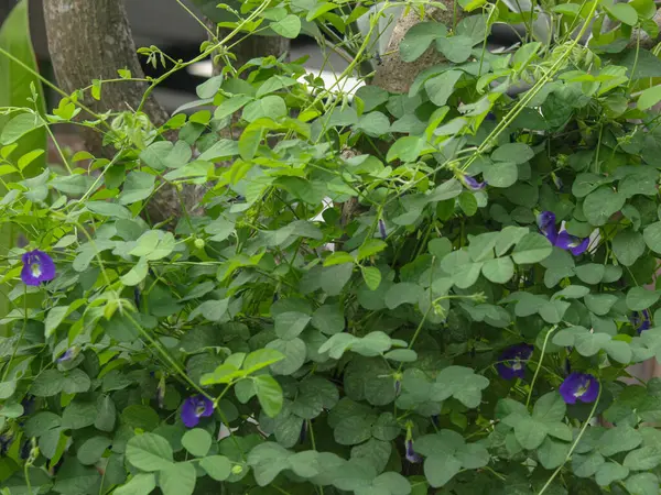 Bahçede yeşil yapraklar