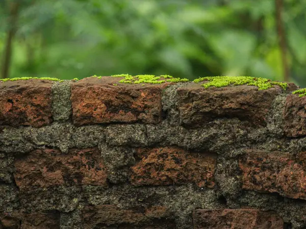 Duvarda yeşil yosun