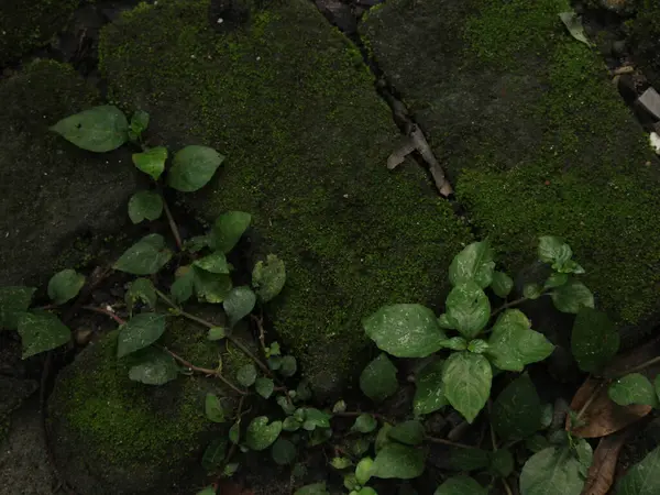 Taş duvarda büyüyen yeşil bitki