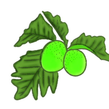 Yeşil üzüm yaprağının suluboya çizimi.