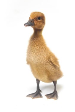 İzole edilmiş ördek yavrusu, beyaz arkaplan