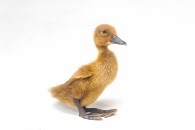 Beyaz arka planda tek başına kalmış bir ördek yavrusu.