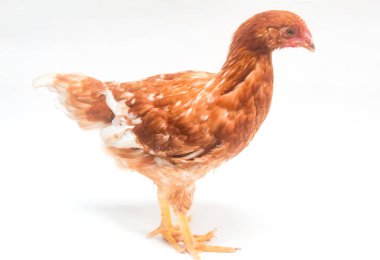 Kahverengi tavuk beyaz arka planda izole edilmiş.