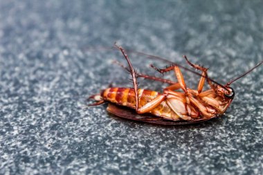 Yerde ölü bir hamamböceği