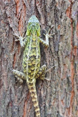 bahçe bukalemunu ağaç gövdesinde sürünüyor.
