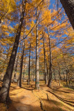 Kamikochi 'nin dağları, vahşi yaşamı, dereleri ve iyi havası olan güzel bir atmosferi vardır. Özellikle sonbahar mevsiminde, Japon Alpleri' nin bir kısmı olan Nagano 'da..