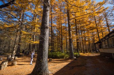 Kamikochi has a beautiful atmosphere, with mountains,wildlife and streams, and good weather, especially during the autumn foliage season, part of the Japan Alps, Nagano. clipart