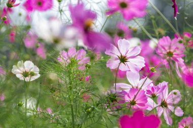 Jim Thompson Çiftliği, Nakhon Ratchasima Tayland 'daki Cosmos tarlasında her yıl Aralık ayında düzenlenen diğer güzel çiçekler ve önemli sergiler de dahil..